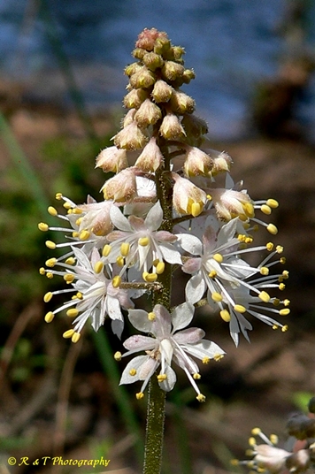 {Tiarella cordifolia}